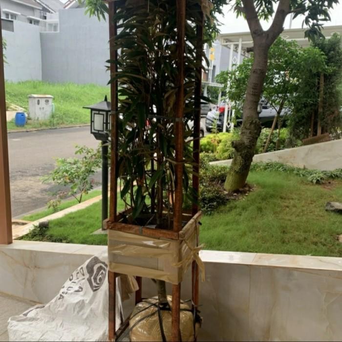 TERLENGKAP Bibit Tanaman Pohon Durian Bawor 2 Meter-Pohon Durian Batang Besar