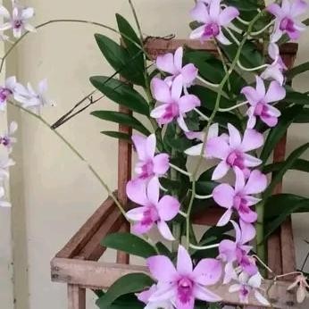Anggrek dendrobium keki mentangai