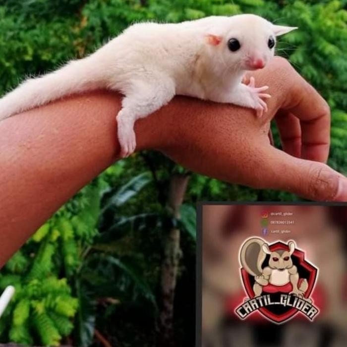 sugar glider leucistic jamin jinak