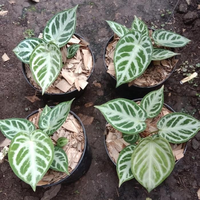 (Allthebest) Anthurium Dorayaki Silver Blush - Dorayaki Silver Blush