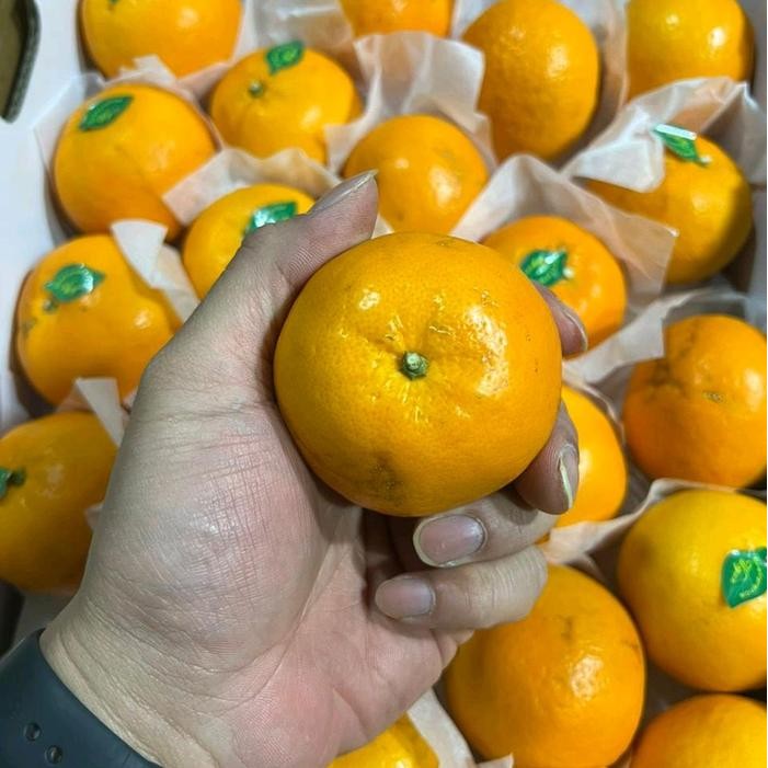 

ASLI Jeruk Wokam 8 Kg [Premium Quality] [New Fresh Import] READY STOCK