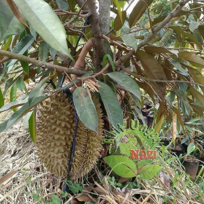 

ORIGINAL bbit durian tekha original READY STOCK