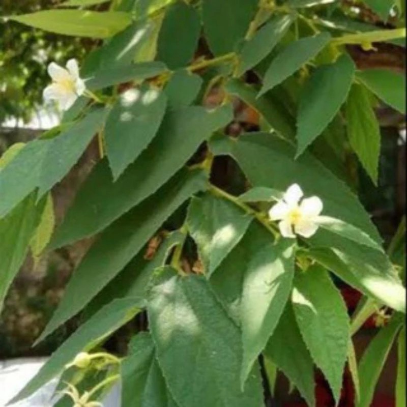 

satu pcs DAUN KERSEN ATAU HERSEN SEGAR