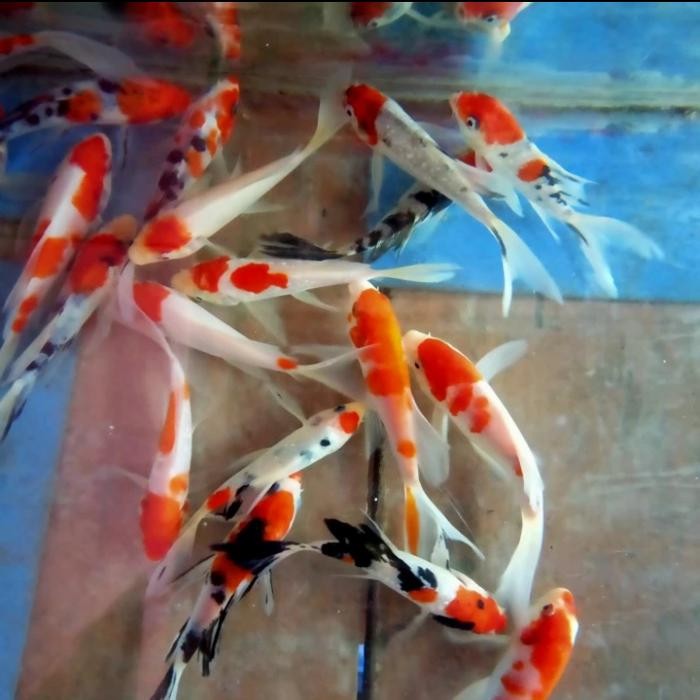 TERSEDIA IKAN KOI KOHAKU SANKE SLAYER KUMPAY 10-15CM HIAS KOLAM