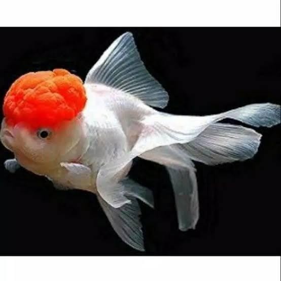 (Allthebest) mas koki oranda redcup red cup gold fish 6 7 cm
