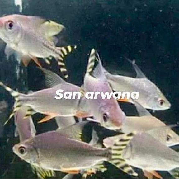 San Arwana American Flagtail Yellow Feifeng Yff Ikan Arowana Tankmate Predator Ukuran 10-12Cm &