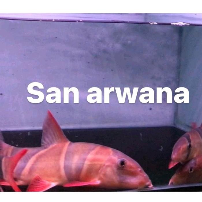 Ikan Botia Ikan Botia Tankmate