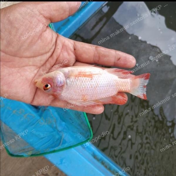 Paket Bibit Ikan Nila Gesit Warna Isi 25 Ekor Ukuran 2-3 Jari