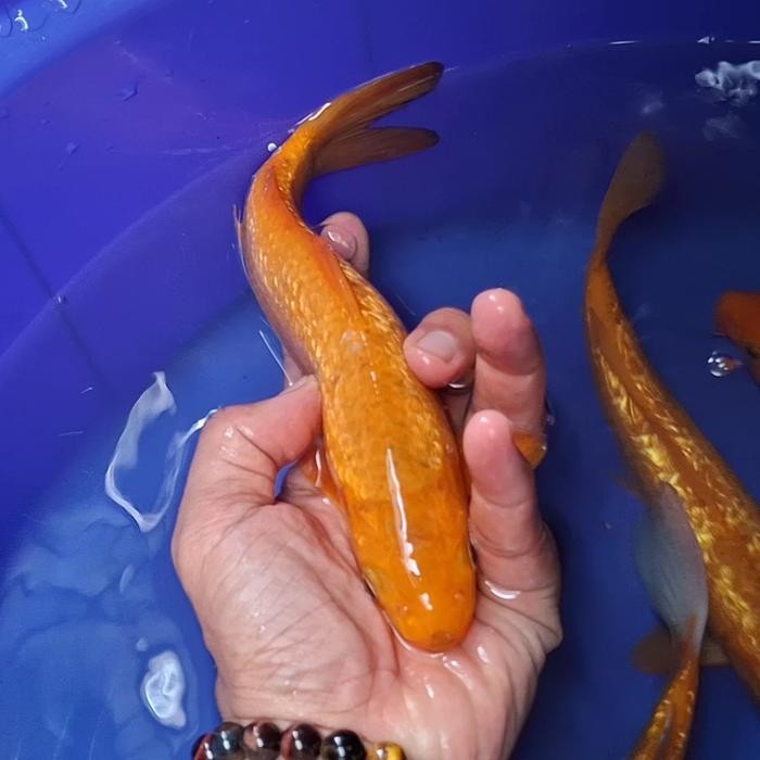 Ikan Koi Blitar Jenis Chagoi / Rumah Koi Jakarta / Kode 009