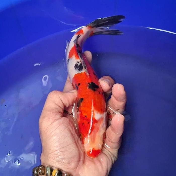 Ikan Koi Blitar Jenis Sanke / Rumah Koi Jakarta / Kode 0017