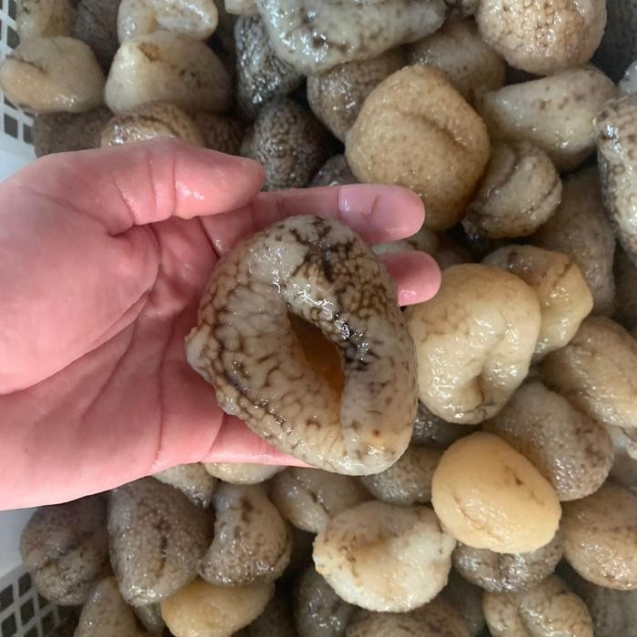 

Haisom/ Teripang Abalone Frozen 1Kg Terlaris