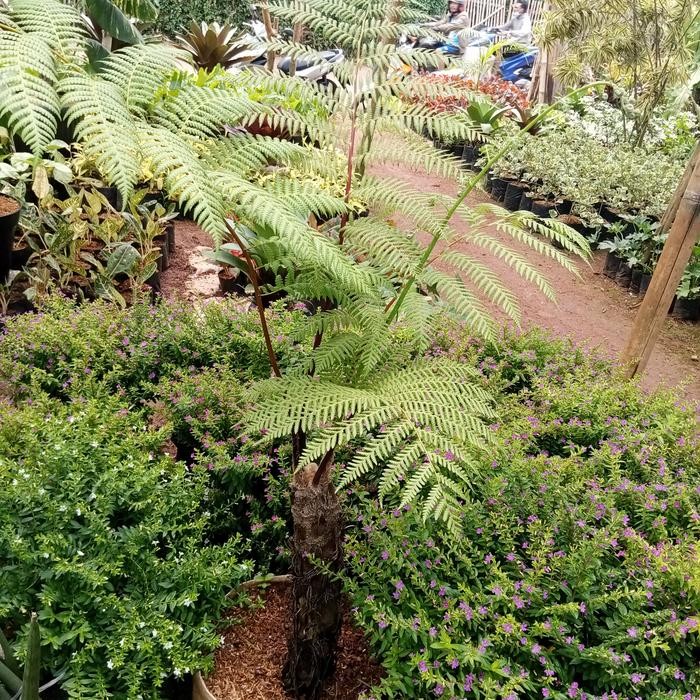 pakis monyet tinggi 1mtr