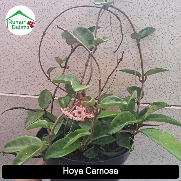 TANAMAN HOYA CARNOSA