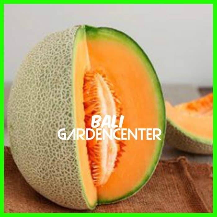 BENIH BIJI MELON MADU ORANGE - MELON MADU DAGING ORANGE