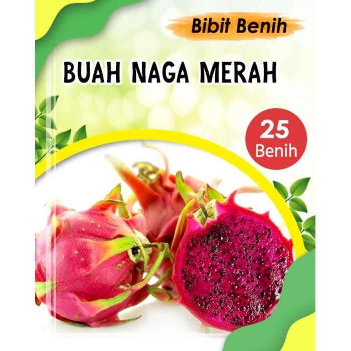 BENIH BUAH NAGA - BIBIT BENIH BUAH NAGA MERAH UNGGULAN