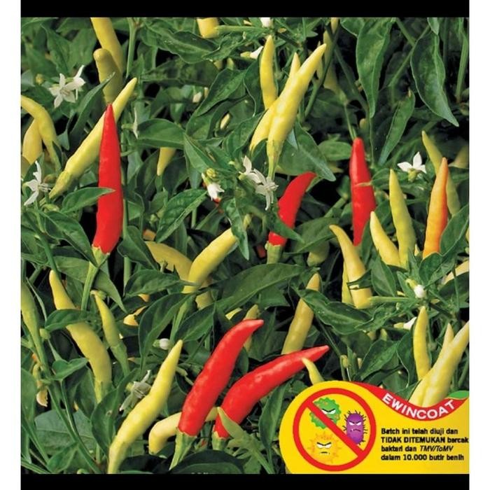 BENIH PANAH MERAH - CABE DEWATA 43 F1