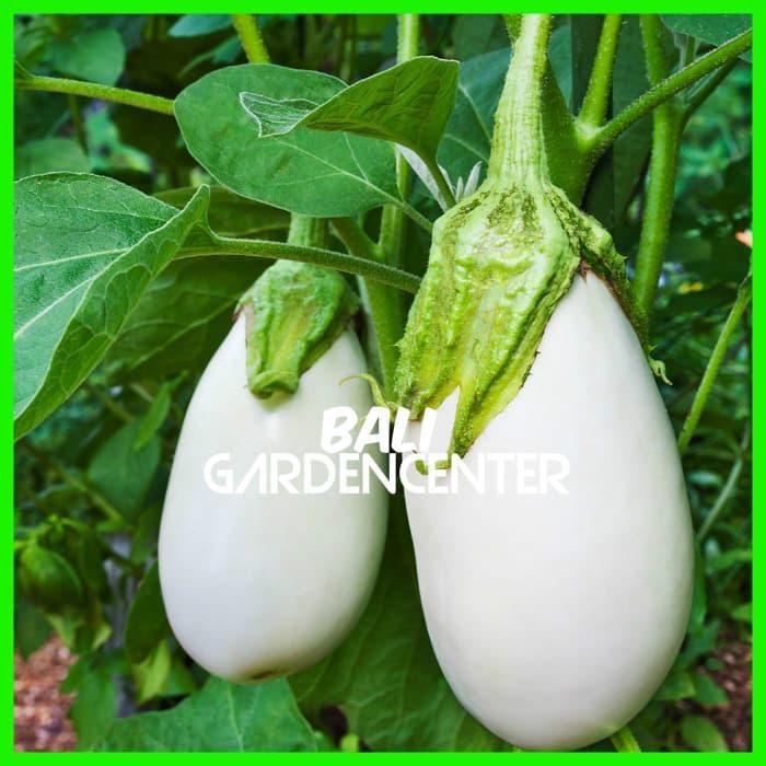 BENIH BIJI TERONG PONDOH PUTIH - TERONG PONDOH PUTIH