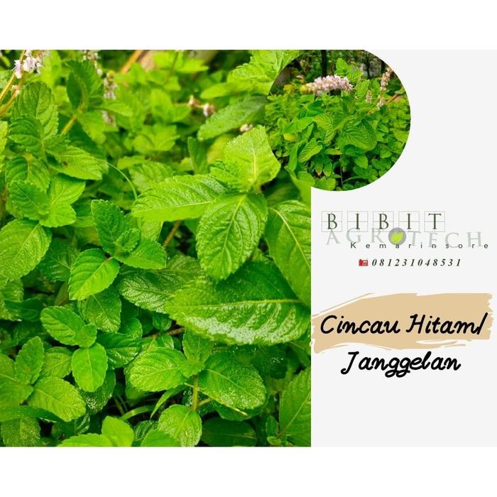 BIBIT TANAMAN CINCAU HITAM JANGGELAN