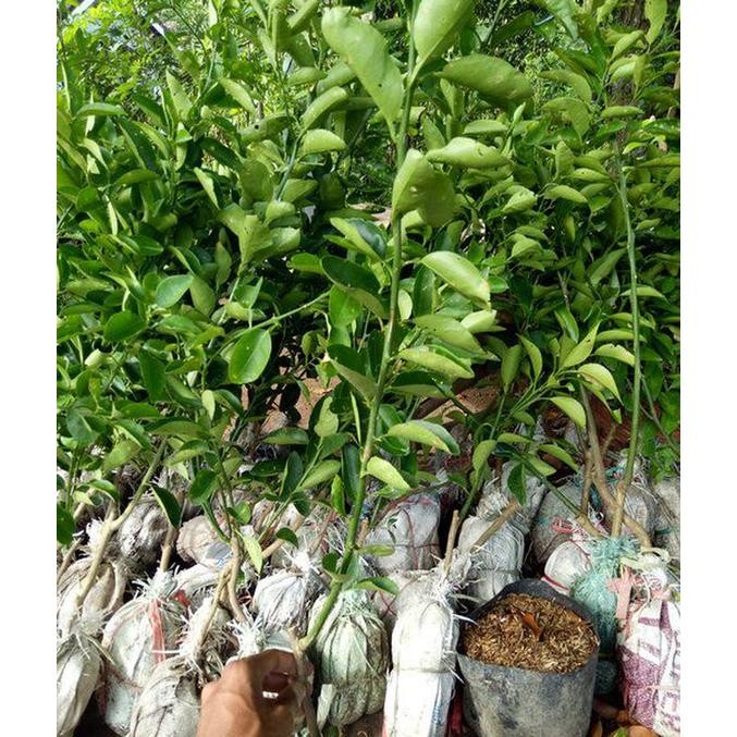 BIBIT TANAMAN POHON JERUK LIMO BIBIT JERUK SAMBAL BIBIT JERUK LIMO