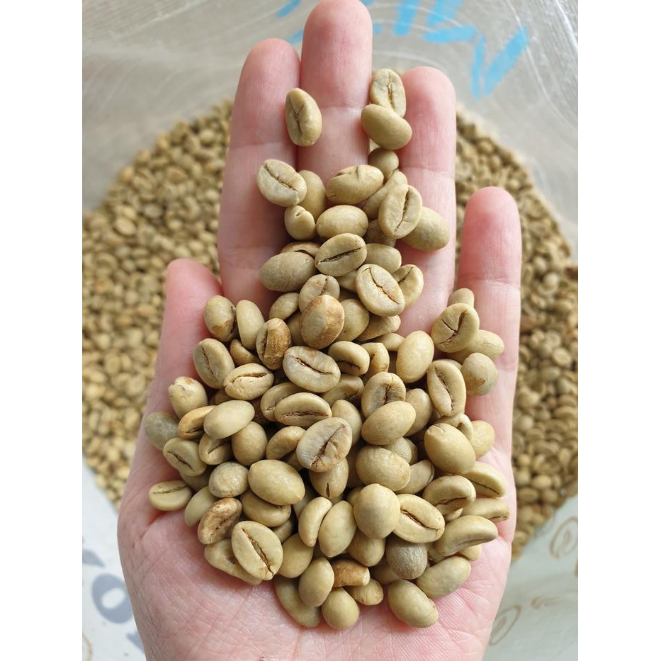 

BIJI KOPI ROBUSTA POLES/SELEP (AFTER POLISH) WBB (GRADE 1 BIJI BESAR)