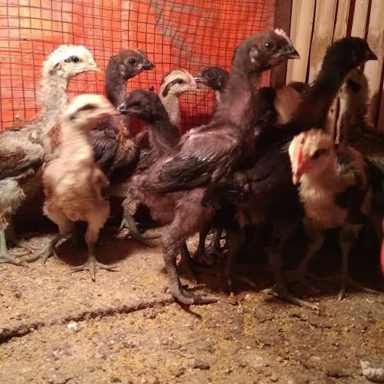 ayam onagadori hias - Ayam Hias Onagadori Asli Anakan