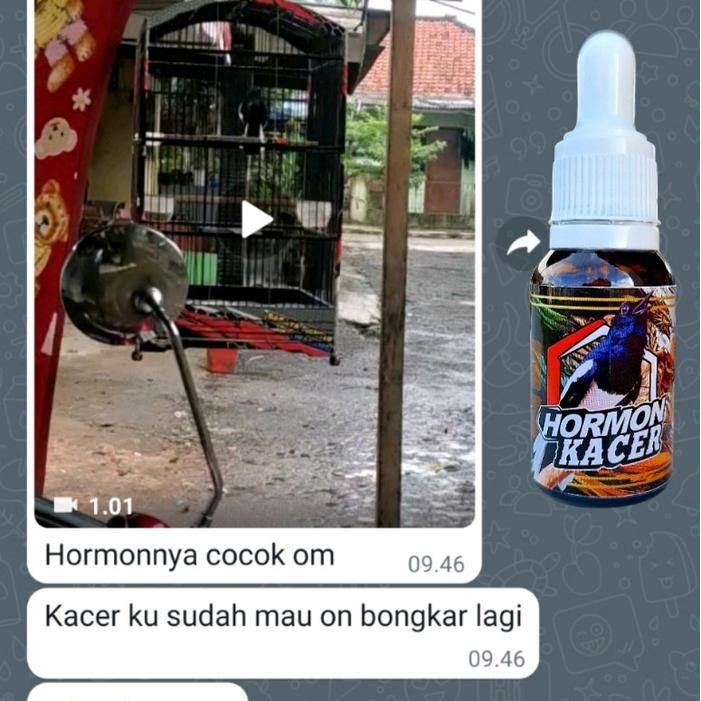 HORMON KACER,TERCEPAT BIKIN KACER KONSLET BUKA EKOR