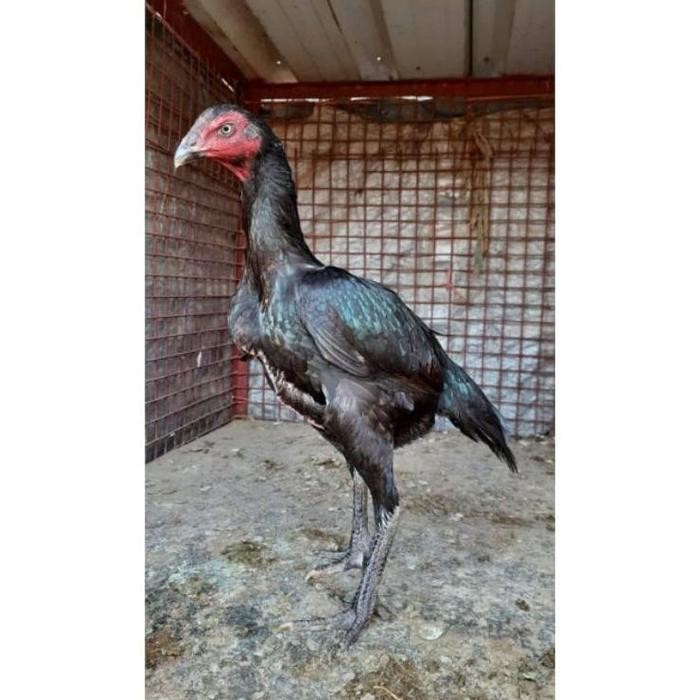 Ready Ayam Bangkok Asli - Indukan Ayam Bangkok Betina Super Babon Dewasa Siap Ternak Trah Juara