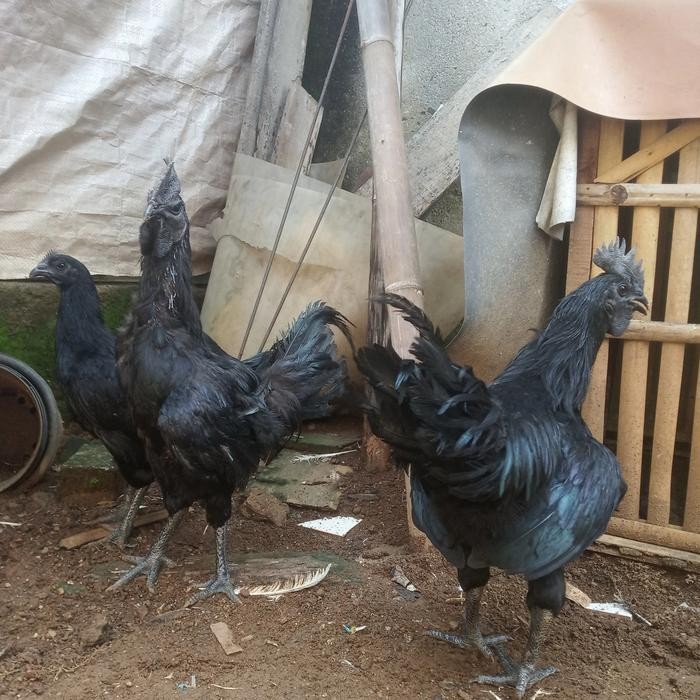 Sepasang ayam Cemani dewasa