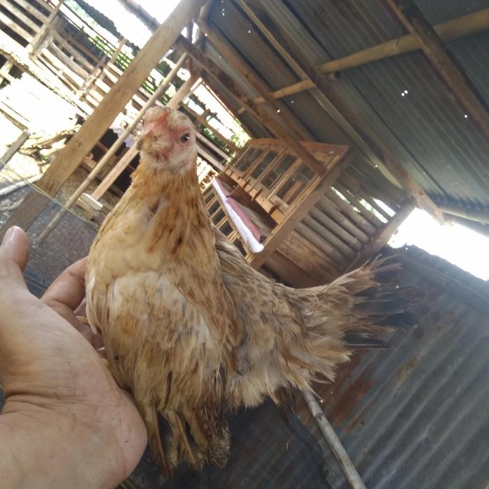 ayam serama remaja sepasang