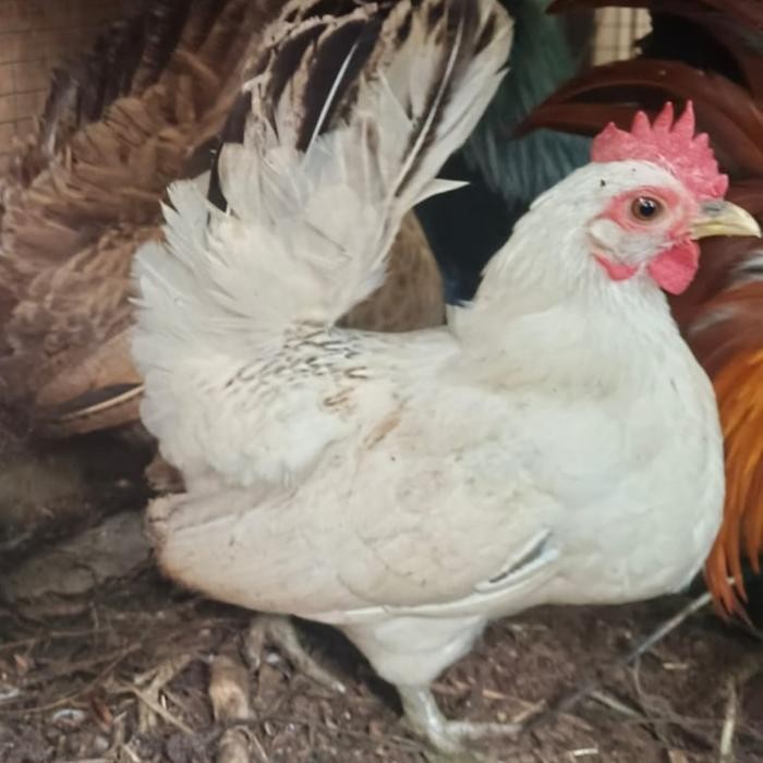 Ayam Hias / Ayam Kate / Kate Ceper