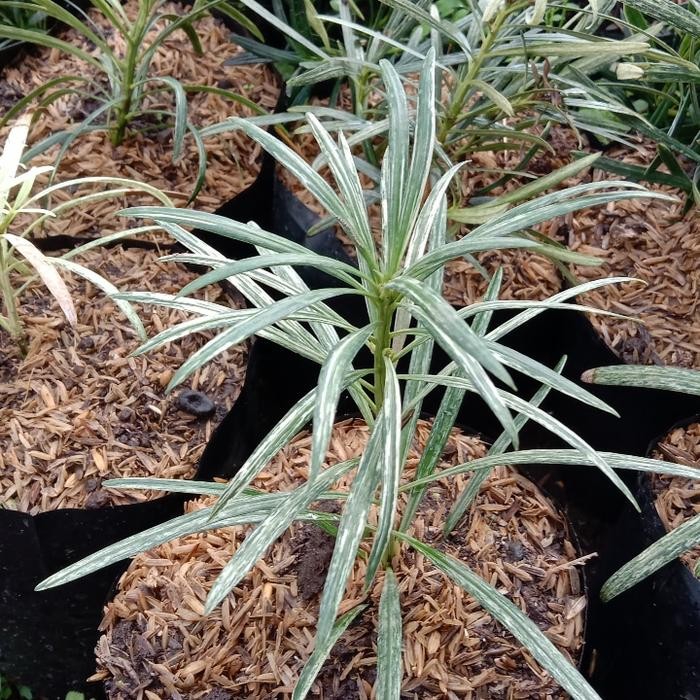 Tanaman Lohansung Variegata