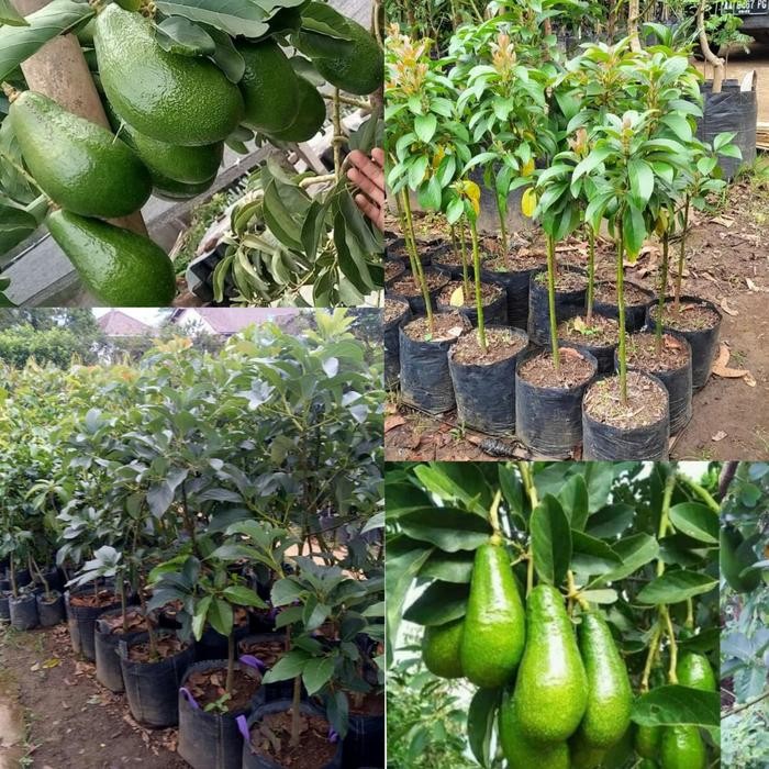 Bibit Alpukat Pluwang Tinggi 1 Meter Up Batang Besar