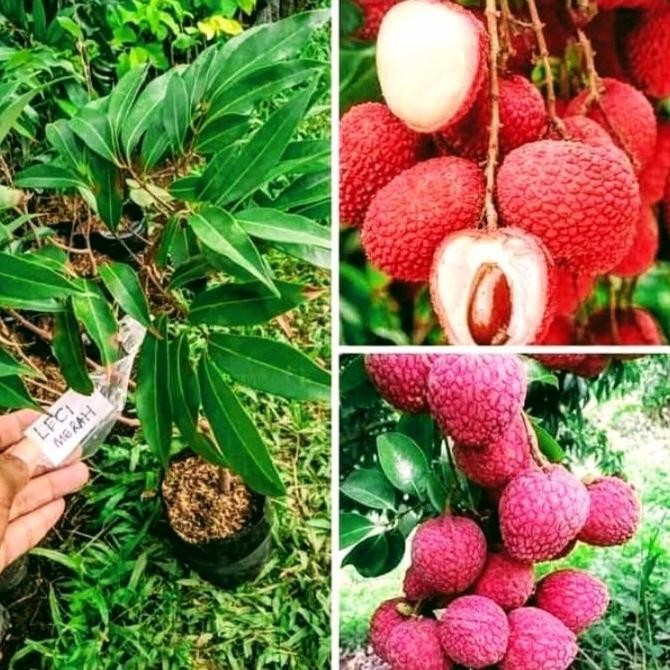 Bibit Buah Leci Kom Merah Super Manis