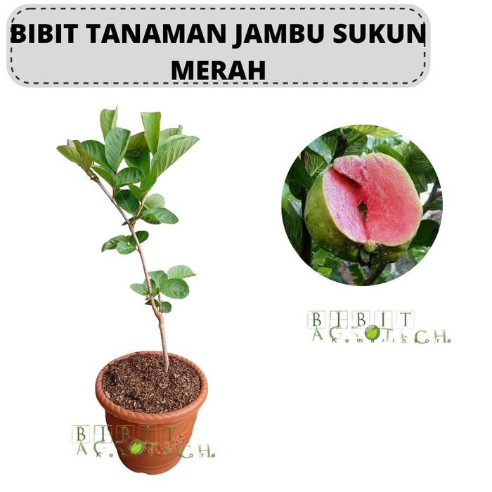 Bibit Jambu Sukun Merah Cangkok