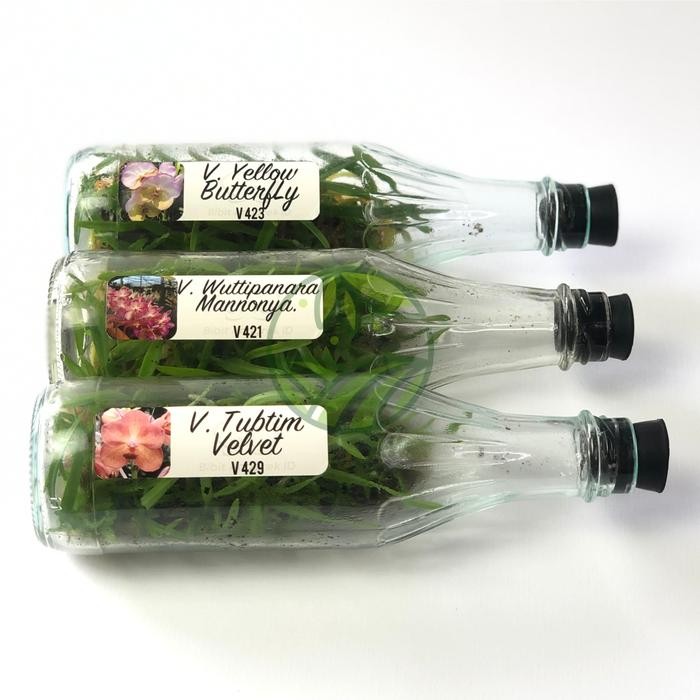 Benih Bibit Anggrek Vanda Botol Usia 15-18 Bulan siap Tanam