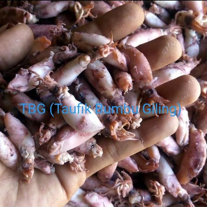 

Baru baby cumi asin 500gr Terlaris