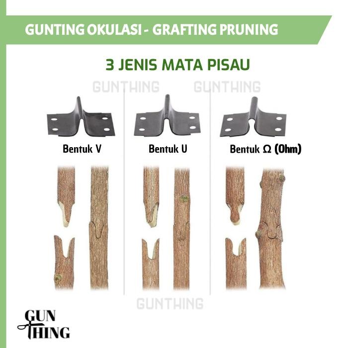 Gunting Okulasi / Gunting Stek Sambung Tanaman / Grafting Pruning