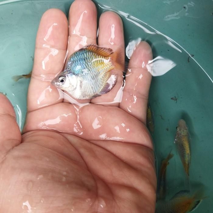 Siap Kirim Ikan Hias Rainbow Bosmani Balon Size Induk Female - Aquascape