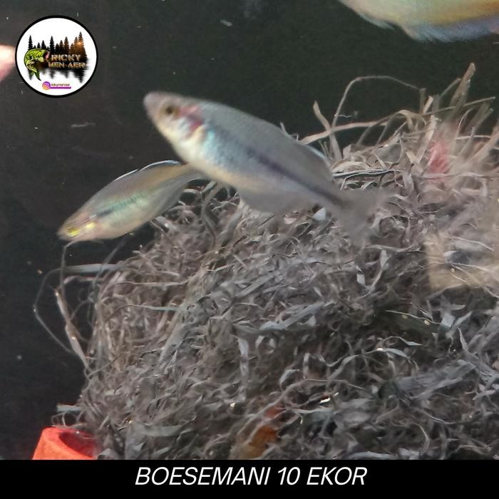 Siap Kirim Ikan Rainbow Boesemani Paket 10 Ekor 3-4cm
