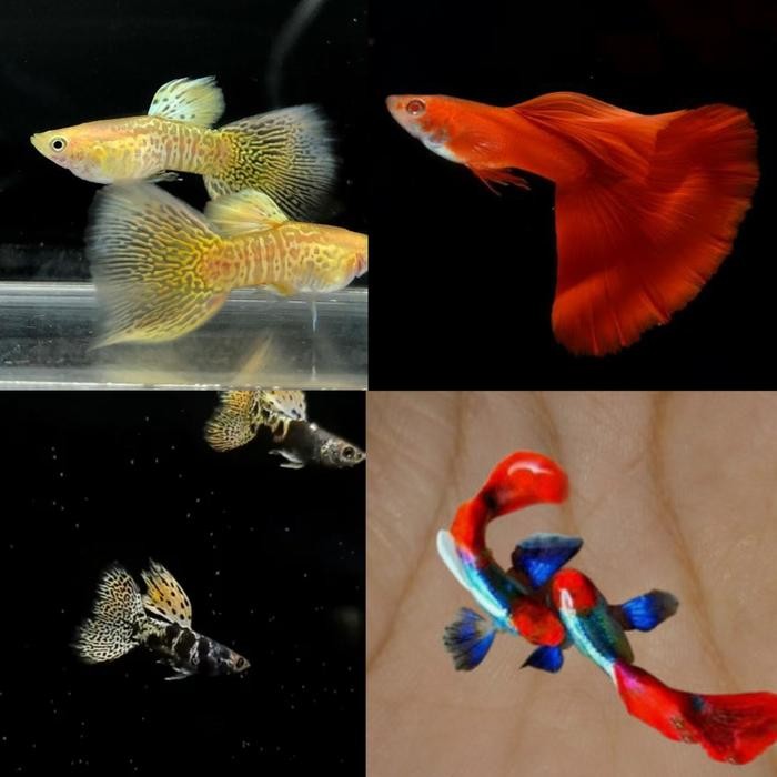 Siap Kirim Paket 4 Pasang Indukan Ikan Guppy