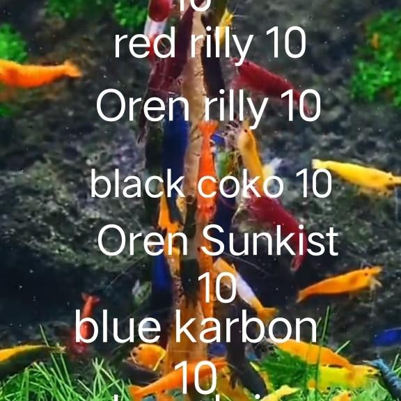 Siap Kirim Anubias Golden Mini Aquascape