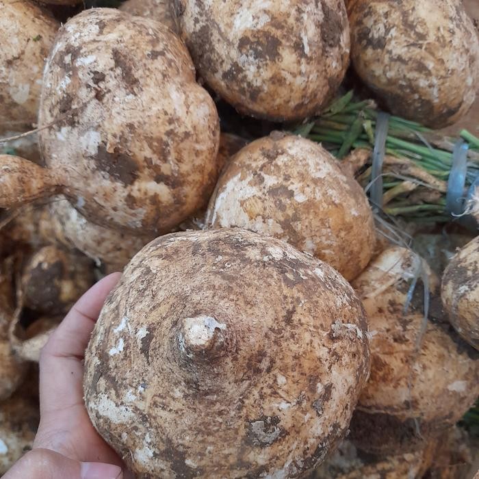 

NATURE- Bengkoang Segar 1 Kg