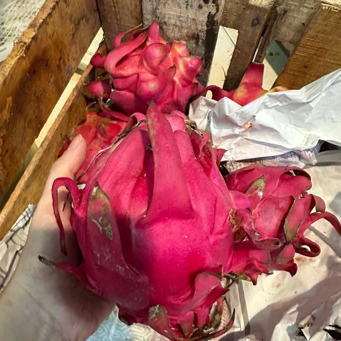 

NATURE- Naga Merah Premium Lokal