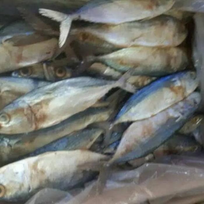 

Siap Kirim Ikan Peda Putih 1kg - Shopee Ikan Laut Asin Kering