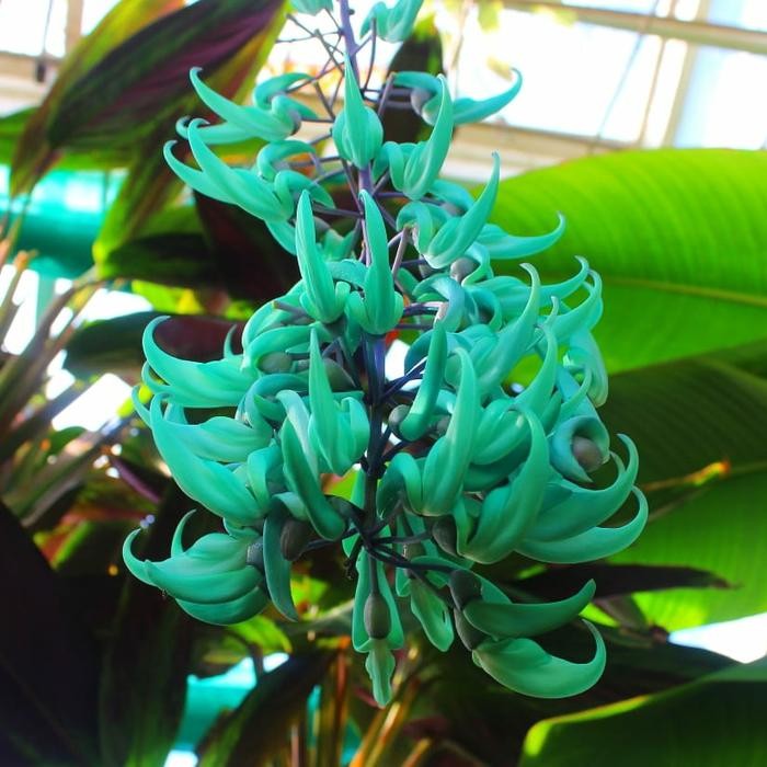 BIBIT BUNGA API PAPUA/FLAME OF IRIAN/ RED JADE VINE