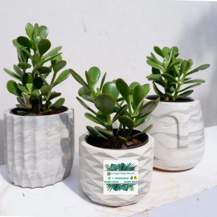 

PAKET HEMAT 3 TANAMAN JADE PLANT INDOOR + POT TAWON PUTI