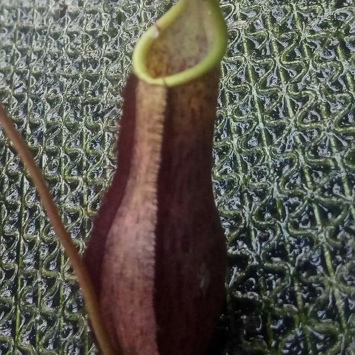 

gracilis x spectabilis/kantong semar/nepenthes/tanaman karnivora/ unik