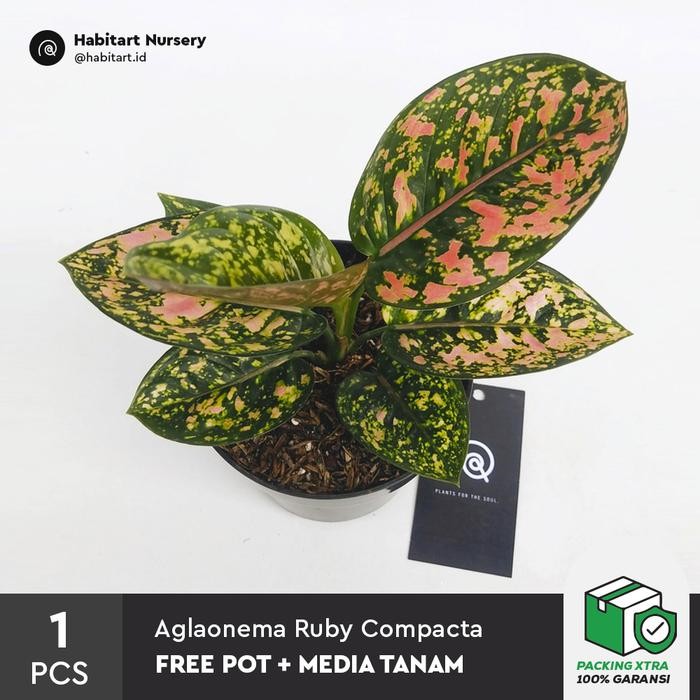 

Aglaonema Ruby Compacta - Tanaman hias koleksi / Aglonema