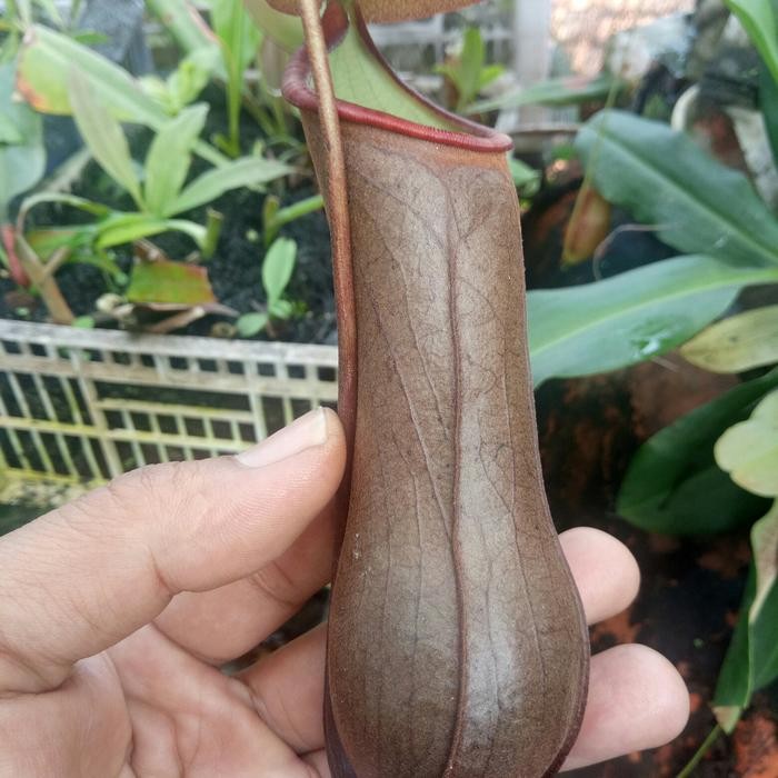 

distilatoria/nepenthes/kantongsemar/tanaman karnivora/tanaman unik