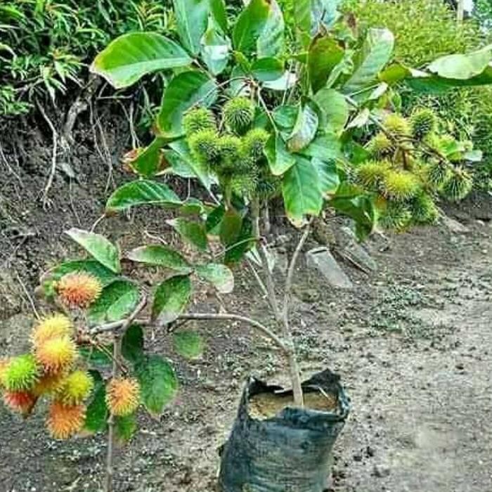 

tanaman buah rambutan rapiah okulasi